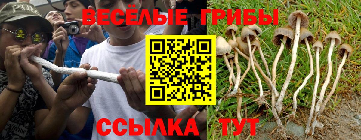 Аша  Галлюциногенные грибы GOLDEN TEACHER  Вход с VPN  Псилоцибиновые грибы Cubensis 
